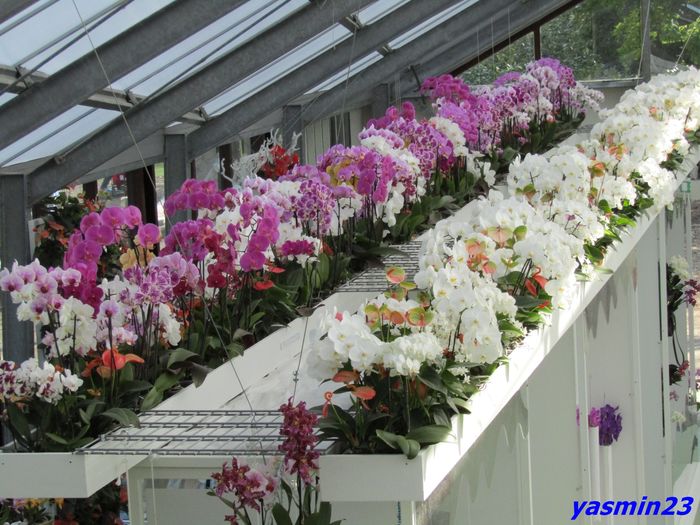 Keukenhof.06.05.2016 391 - 3Keukenhof  Olanda Parada modei