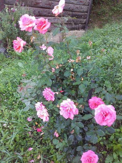 20160701_082833 - TRANDAFIRI ÎNCEPÎND CU 2015