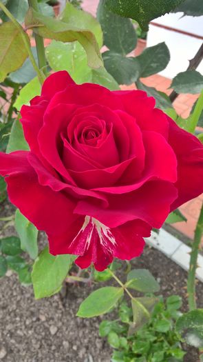 WP_20160701_15_31_10_Pro