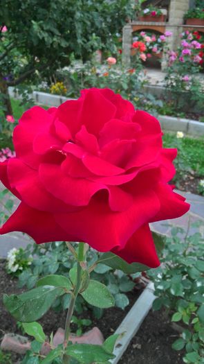 WP_20160701_19_38_23_Pro