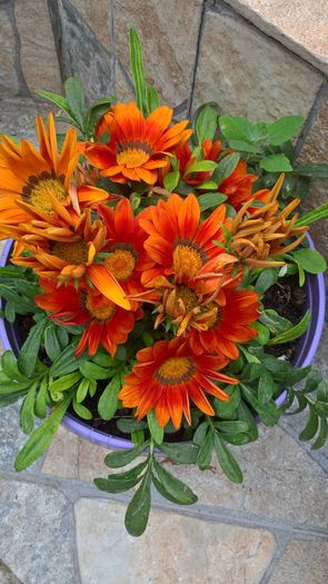 WP_20160701_15_43_31_Pro - Gazania 2016