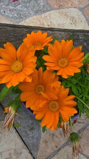 WP_20160701_15_43_22_Pro - Gazania 2016