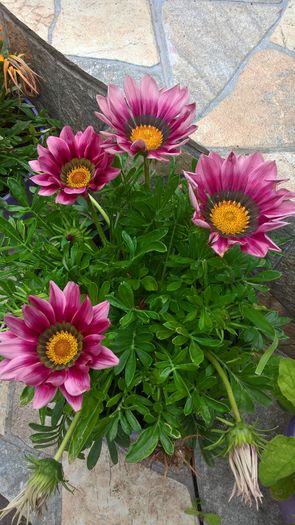 WP_20160701_15_43_19_Pro - Gazania 2016