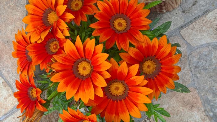 WP_20160701_15_43_11_Pro - Gazania 2016