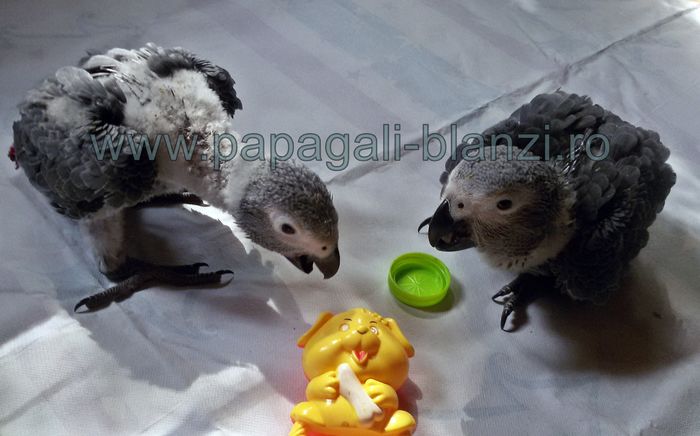 papagali Jako