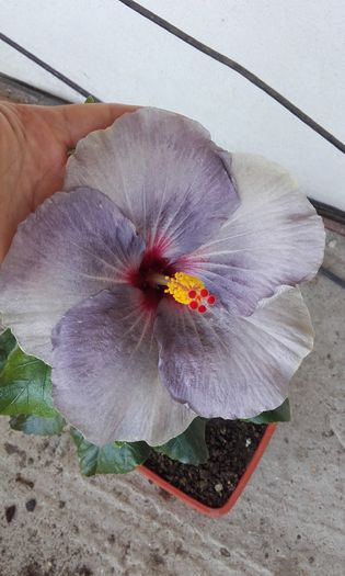 20160701_111221 - hibiscus silver diamond