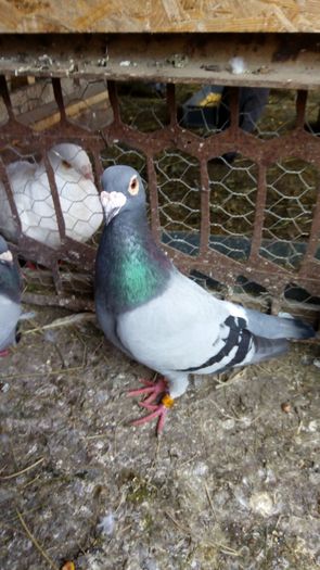 IMG-20160630-WA0003 - Porumbei