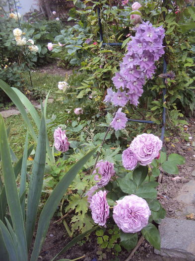 DSC02919 - Lavender Ice