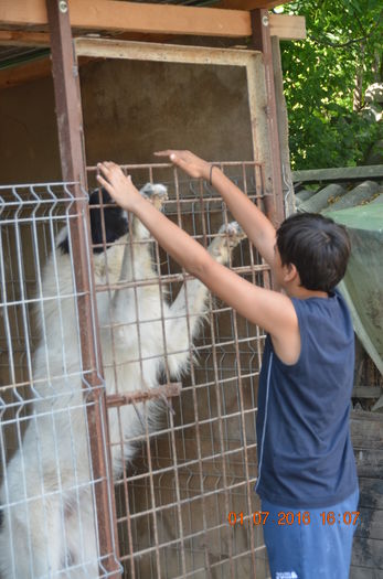 DSC_0125 - CIOBANESC DE BUCOVINA-LORD