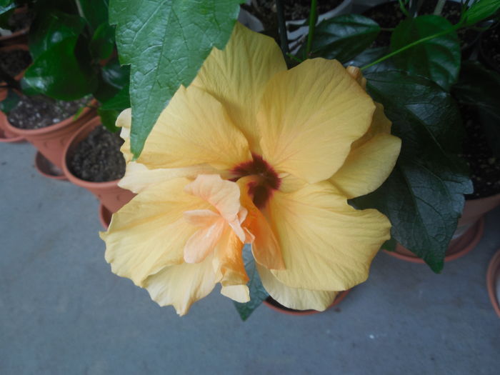 DSCN0979