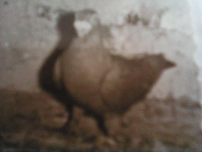 PORUMBIŢĂ  GALBENĂ - VICTOR BEIUŞ 1972