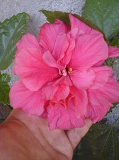 103882659_PGLDTIS - Hibiscus Classic Cyclam