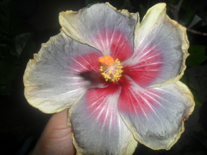 004 - hibiscusi 2016 -2