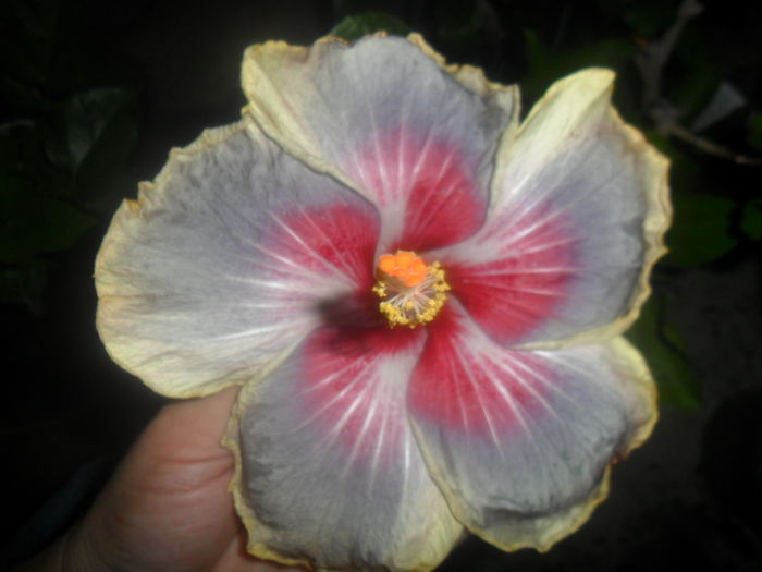 005 - hibiscusi 2016 -2