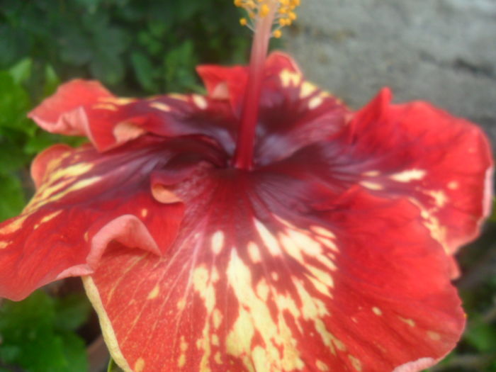 025 - hibiscusi 2016 -2