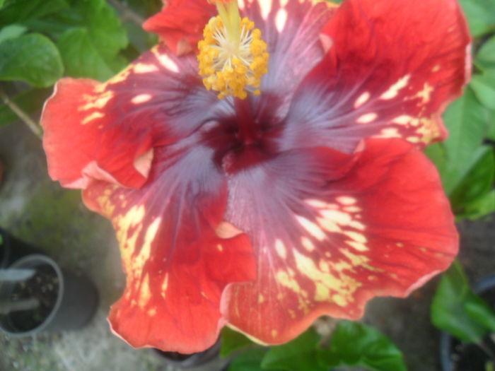 028 - hibiscusi 2016 -2