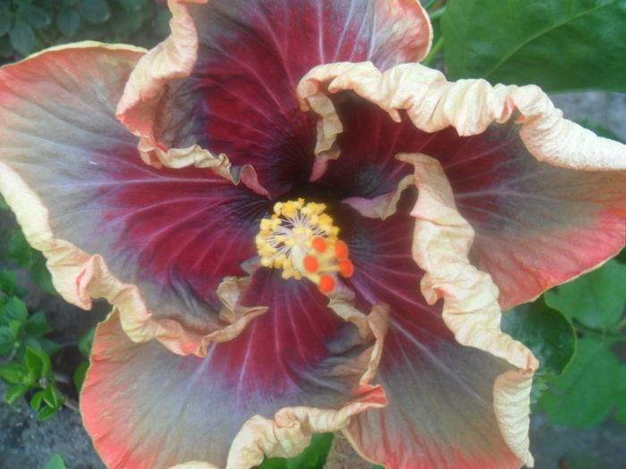 039 - hibiscusi 2016 -2
