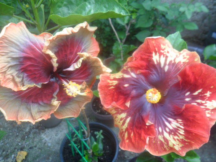 073 - hibiscusi 2016 -2