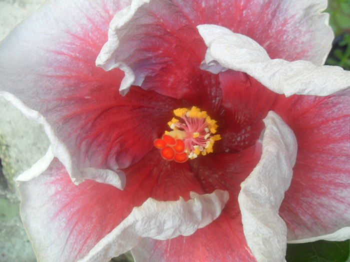 076 - hibiscusi 2016 -2