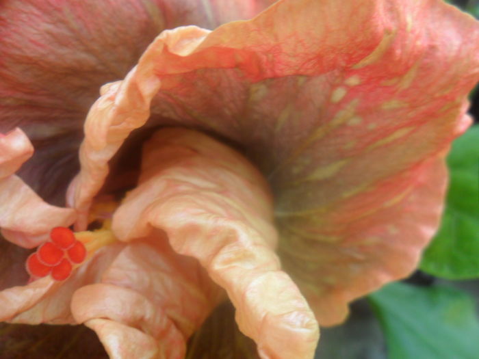 090 - hibiscusi 2016 -2