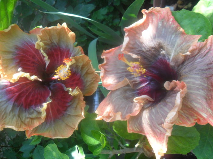 111 - hibiscusi 2016 -2