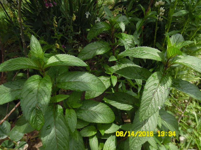 menta spirtoasa (cea mai mentolata) - D Plante aromatice si medicinale