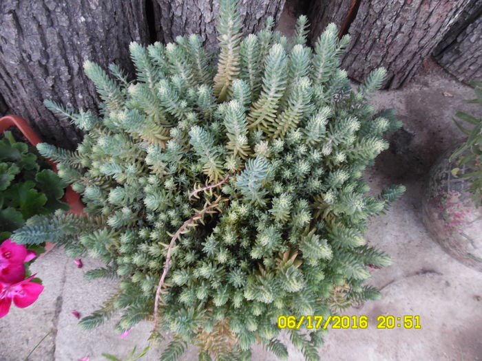 Sedum reflexum cu flori glabene, cel mai rezistent la inghet - Suculente de gradina si interior