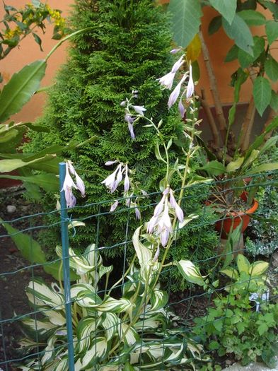 debutul infloririi (1)