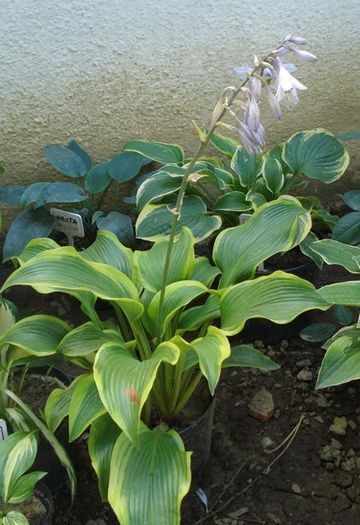 debutul infloririi (3)