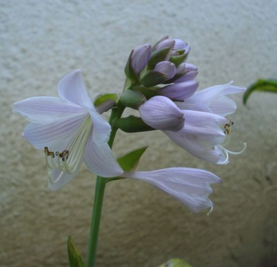 debutul infloririi (5)