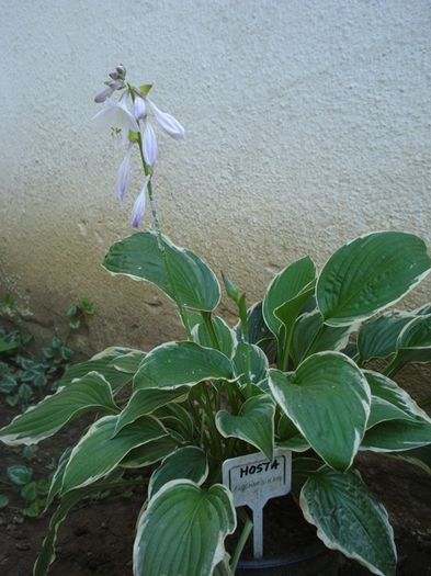 debutul infloririi (6) - hosta