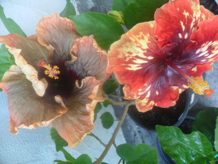 137 - hibiscusi 2016 -2