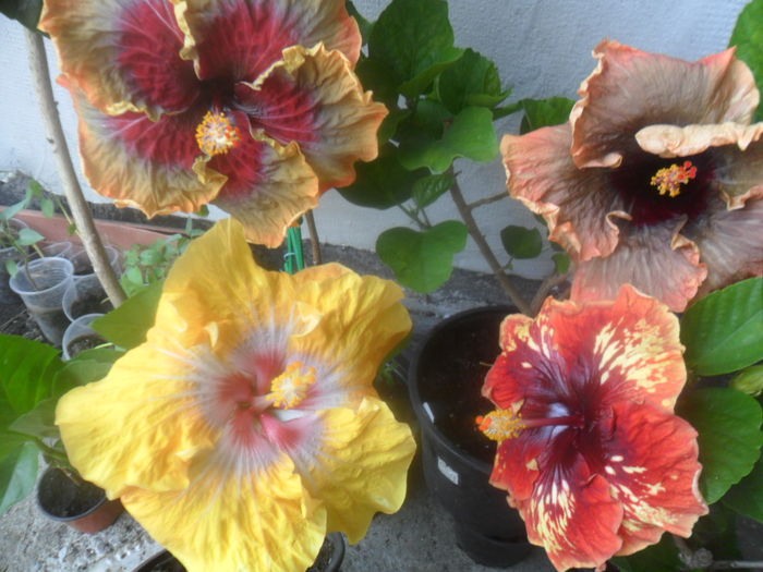 147 - hibiscusi 2016 -2