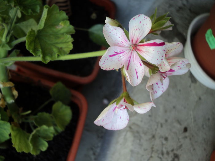 2 iul 2016  Sparks ?