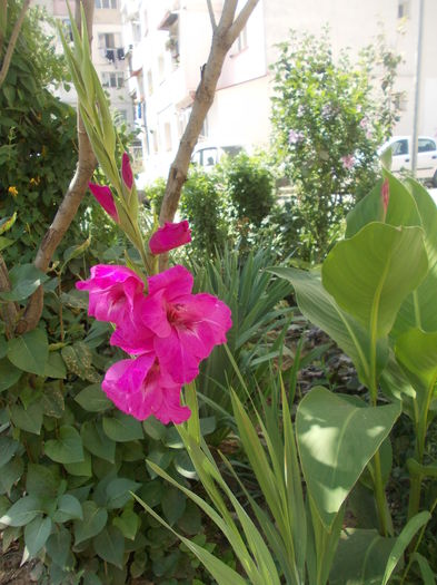 gladiola si canna - flori de gradina