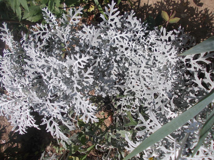 cineraria maritima - flori de gradina