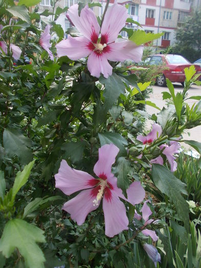 hibiscus