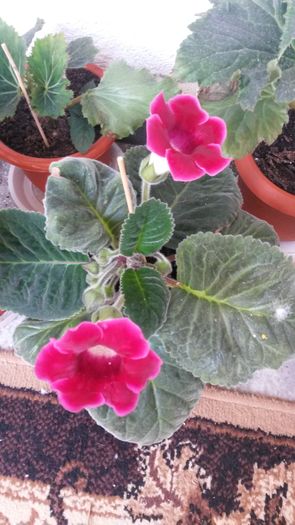 20160702_125920 - GLOXINIA