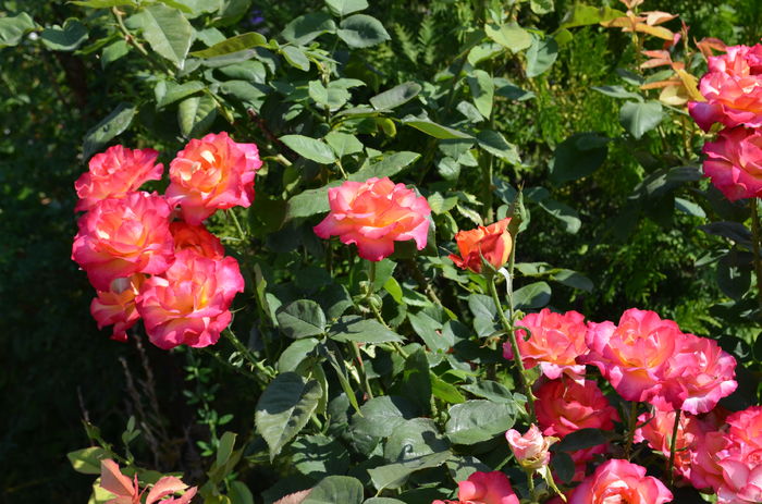 DSC_0001 - evolutii