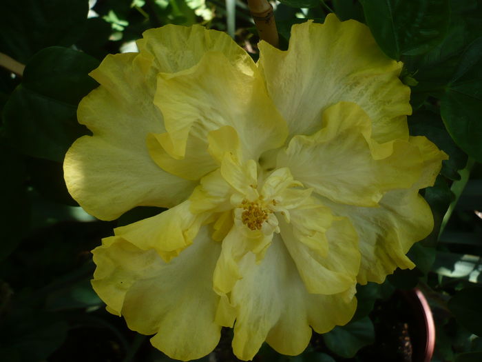 P1270844 - HIBISCUSI 2016-3