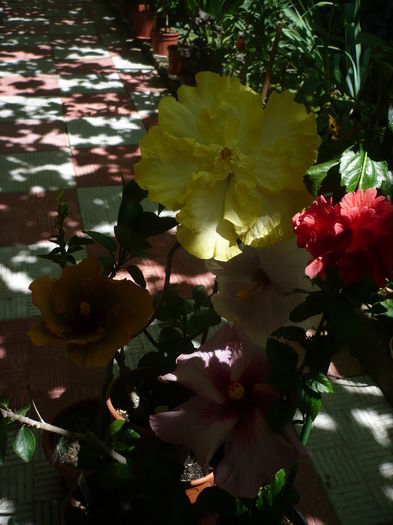 P1270851 - HIBISCUSI 2016-3