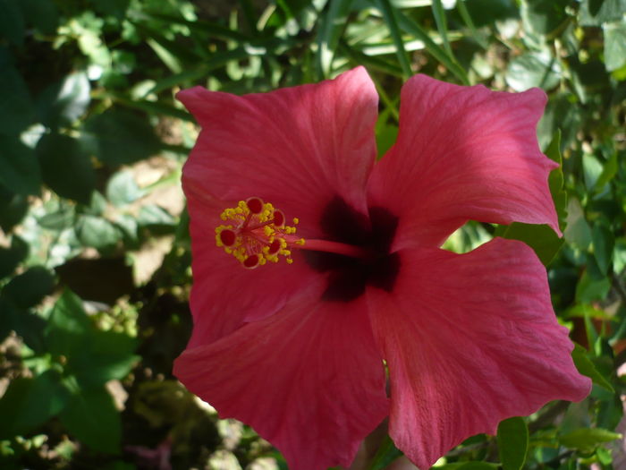 P1270855 - HIBISCUSI 2016-3