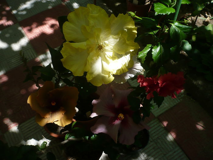 P1270856 - HIBISCUSI 2016-3