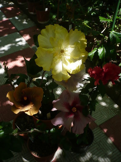 P1270857 - HIBISCUSI 2016-3