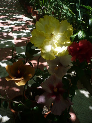 P1270858 - HIBISCUSI 2016-3