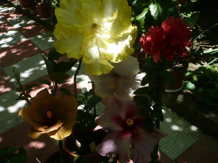 P1270859 - HIBISCUSI 2016-3