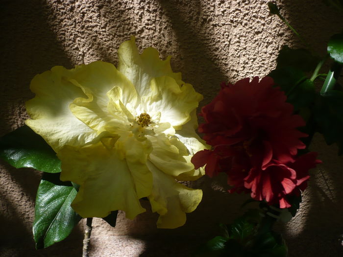 P1270860 - HIBISCUSI 2016-3