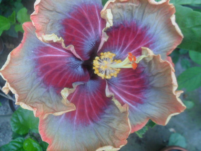 056 - tahitian purple pasion