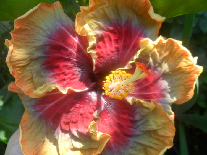 094 - tahitian purple pasion