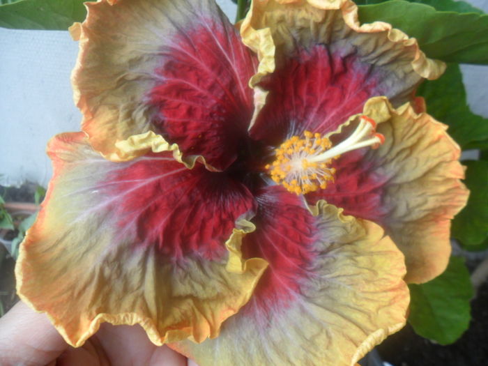 152 - tahitian purple pasion